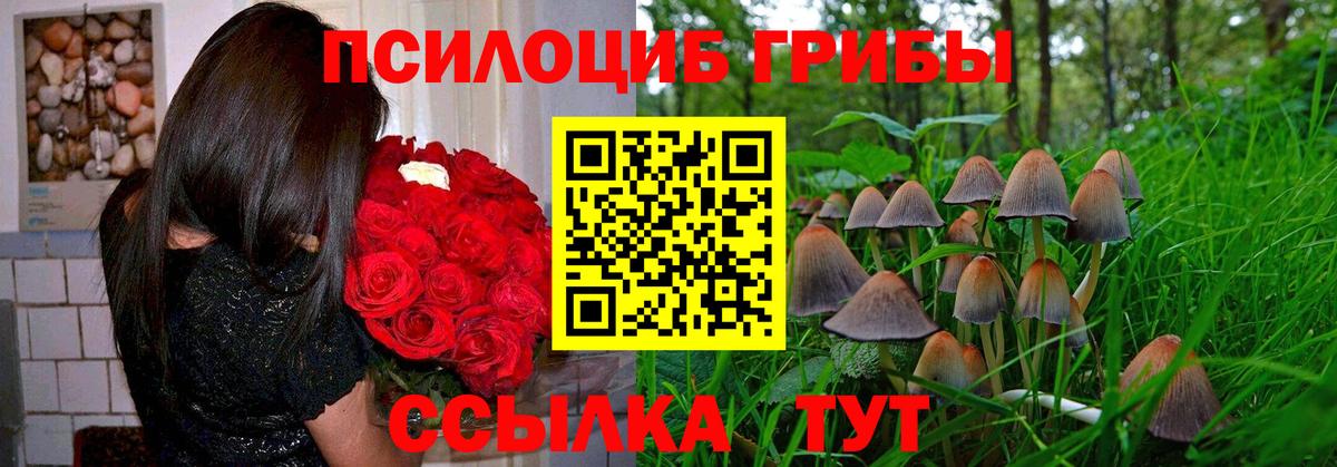 Галлюциногенные грибы Cubensis Городец